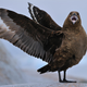 Illustration for article titled Skuas Are Cool